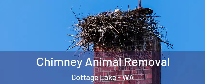  Chimney Animal Removal Cottage Lake - WA