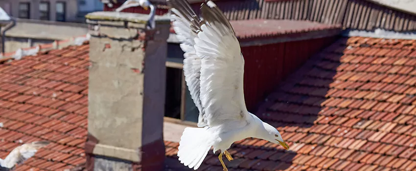 Residential Chimney Animal Removal Solution in Cottage Lake, WA