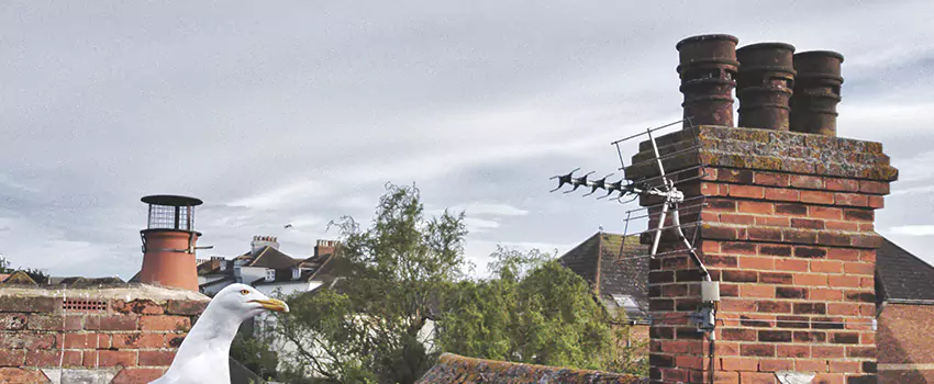 Chimney Cleaning And Restoration in Cottage Lake, Washington